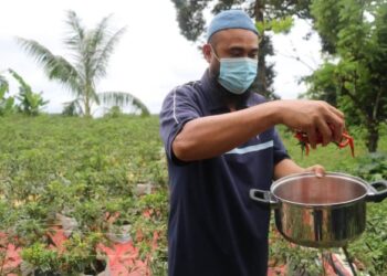 NORLI SHAHRIMAN Alwi di kebun lada fertigasi diusahakannya di Kampung Kuala Sanggang di Temerloh, Pahang. - UTUSAN/SALEHUDIN MAT RASAD