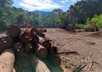 KUASa berpendapat pembalakan secara menebang memusnahkan ekosistem alam sekitar. GAMBAR HIASAN