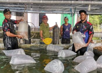 MOHD. Aminudin Mohd. Zaibani (kiri) menunjukkan benih ikan yang diternak di pusat ternakannya di Gopeng. – UTUSAN/AIN SAFRE BIDIN