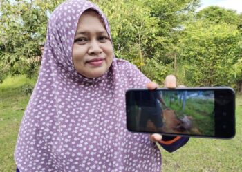 ROSNANI Jamalludin menunjukkan gambar babi hutan bersaiz besaR yang mati di belakang rumahnya pada penghujung tahun lalu ketika ditemui Utusan Malaysia di Taman Seri Rembau, Rembau, semalam.-UTUSAN/NOR AINNA HAMZAH