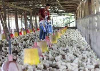 PENTERNAK ayam kecil tidak mampu menyediakan reban yang tertutup yang boleh menelan kos sehingga RM1 juta seperti yang didakwa dimahukan oleh pihak berkuasa. - GAMBAR HIASAN