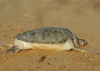BANGKAI seekor penyu agar betina yang ditemui di Pantai Purnama, Port Dickson, Negeri Sembilan. - GAMBAR IHSAN DOF