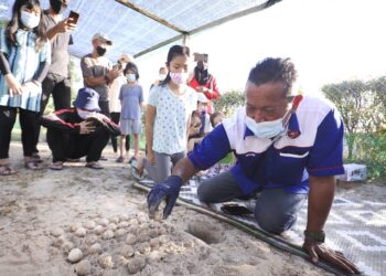 HISHAMUDIN Abdul Manap memasukkan telur penyu untuk ditetas di Pusat Penetasan Telur Penyu, Glory Beach Resort, Port Dickson, Negeri Sembilan, semalam. - UTUSAN/MOHD. SHAHJEHAN MAAMIN