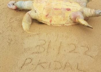 PENYU dewasa yang ditemukan mati di lokasi sama di Pantai Kijal, Kemaman, Terengganu.