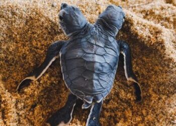 KEADAAN anak penyu agar berkepala dua yang ditemukan di pusat penetasan penyu di Tanjong Jara Resort, Dungun, Terengganu. - FOTO/NIK NUR IZZATUL HAZWANI NIK ADNAN