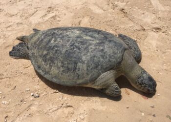 SEEKOR  penyu agar yang ditemukan mati terdampar di Pulau Kapas, Marang, Terengganu, semalam.