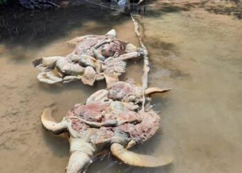 Penyu hijau yang dibunuh dengan kejam dan ditemukan dalam Operasi Bersepadu Khazanah di Kampung Amboh-Amboh, Semporna pada Jumaat.-IHSAN JHL Sabah
