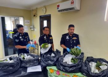 MULKIAMAN Manzar (kanan) menunjukkan sebahagian daun ketum yang dirampas daripada seorang peraih di Kampung Tandop Lamdin, Naka dalam daerah Padang Terap pada Khamis lalu. - FOTO/MOHD. RIFAAT ABD. HAMID