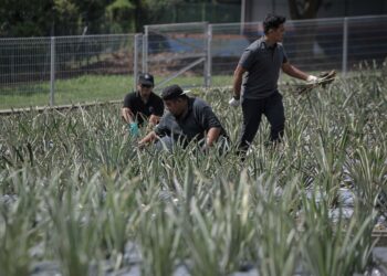 SEKTOR pertanian antara yang terkesan akibat daripada kekurangan pekerja.