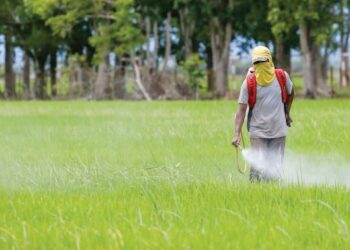 Para pesawah terus tertekan apabila mendakwa harga padi makin jatuh tetapi harga benih meningkat.