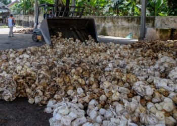 SETIAP bulan dianggarkan kira-kira RM84 juta dikutip menerusi cukai ses yang dikenakan kerajaan terhadap 500,000 pekebun kecil.