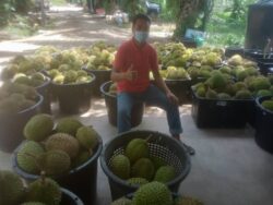 Lambakan Punca Durian Lepeh Turun Harga Utusan Digital