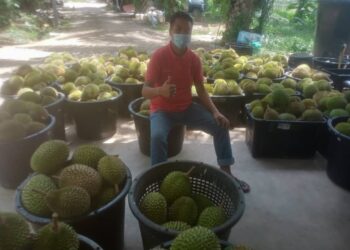 MOHD RIDZUAN Ismail bersama lambakan buah durian yang siap diisi ke dalam bakul  di Kampung Kechau Lipis, Pahang. - UTUSAN/HARIS FADILAH AHMAD
