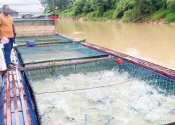 SEORANG penternak di Temerloh, Pahang gusar memikirkan pengualaran ikan sangkar miliknya yang semakin berkurangan kerana risiko ikan mati semakin meningkat. - FOTO/NORHAFIZAN ZULKIFLI