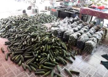 SEBAHAGIAN lambakan timun di kawasan tanaman komersial milik Norhazrina Abdul Wahab di Kampung Kubang Rusa, Merapoh, Lipis, Pahang. - UTUSAN/HARIS FADILAH AHMAD