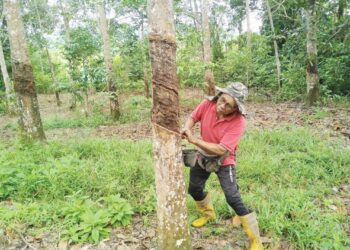 MOHD. Rozi Mohd. Sood terpaksa menunggu tengah hari atau cuaca panas untuk menoreh getah ekoran cuaca tidak menentu di Kampung Bukit Rang di Jerantut, Pahang . - UTUSAN/HARIS FADILAH AHMAD