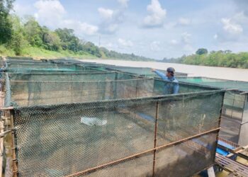PENGUSAHA ikan patin sangkar, Fazirul Mohd. Aspa menunjukkan sangkar ikan yang kosong dan terpaksa diangkat di Kampung Jerantut Feri di Jerantut, Pahang - UTUSAN/HARIS FADILAH AHMAD