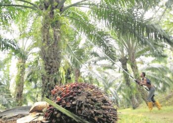 Penggunaan sistem teknologi dan platform geo-information system (GIS) dapat meningkatkan pengurusan ladang kelapa sawit dengan lebih cekap.