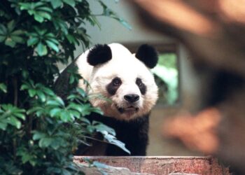 AN AN tinggal di Ocean Park Hong Kong sejak 1999.-MARTIN CHAN