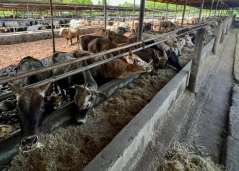 Kaisar Farm (M) Sdn Bhd telah membawa masuk sebanyak 2,500 ekor lembu dari Thailand sejak tahun lalu dan ditempatkan di ladangnya di Kampung Mengkuang, Kubang Tiga, Chuping, Padang Besar, Perlis. -UTUSAN/ASYRAF MUHAMMAD.