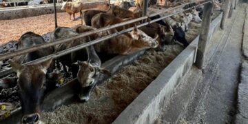 Kaisar Farm (M) Sdn Bhd telah membawa masuk sebanyak 2,500 ekor lembu dari Thailand sejak tahun lalu dan ditempatkan di ladangnya di Kampung Mengkuang, Kubang Tiga, Chuping, Padang Besar, Perlis. -UTUSAN/ASYRAF MUHAMMAD.