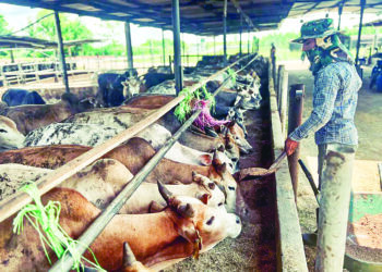 STOK bekalan lembu dan kerbau tempatan termasuk import setakat Mei lalu berjumlah 39,857 ekor bagi tujuan korban. - GAMBAR HIASAN