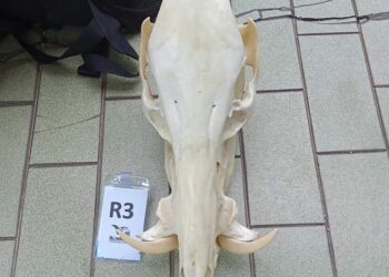 TROFI babi hutan yang dirampas dari sebuah premis di Kuala Lumpur baru-baru ini. – IHSAN PERHILITAN

 