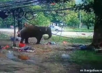 TANGKAP layar video tular yang memaparkan seorang lelaki mati dipijak gajah berlaku di Thailand, bukan di Felda Tenggaroh, Mersing, Johor seperti yang didakwa.