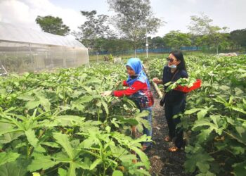 MEMETIK sendiri sayur bendi memberi pengalaman yang mengujakan kepada pelanggan yang biasanya tinggal di kawasan perumahan 'huran batu'.