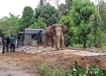 GAJAH jantan seberat 2.5 tan berjaya dibawa naik ke lori di Kampung Basung, Hulu Terengganu. - FOTO/NOOR HAYATI MAMAT
