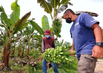 ZURFAHIZ Hussin (kanan) dan pekerjanya mengangkat setandan pisang berangan yang baru dituai di kebunnya di Kampung Tengkek, Kuala Pilah, Negeri Sembilan. - MOHD. SHAHJEHAN MAAMIN