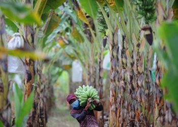 SEORANG pekerja memikul setandan pisang di Kampung Tengkek, Kuala Pilah, Negeri Sembilan. Pisang jenis berangan ketika ini menghadapi masalah lambakan di peringkat ladang ekoran pengeluaran berlebihan di seluruh negara.