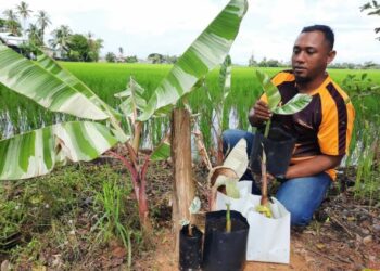 SHAHRUL Rizal Che Omar menunjukan beberapa anak pokok pisang batik yang diusahakan di Kampung Parit Buaya, Gunung Keriang, Alor Setar hari ini. - UTUSAN/MOHD. RIFAAT ABD. HAMID