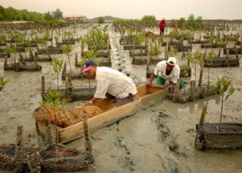 PENANAMAN pokok bakau iaitu teknik 'Comp-Mat' dan 'Comp-Pillow' di Sungai Haji Dorani, Sungai Besar, Selangor oleh FRIM yang berjaya menghijaukan kawasan hutan paya laut.