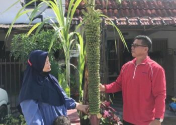 AHMAD Tarmizi Dollah Ahmad (kanan) bersama isterinya melihat pisang seribu yang ditanam di hadapan rumahnya di Taman Damar, Gua Musang, Kelantan. - AIMUNI TUAN LAH
