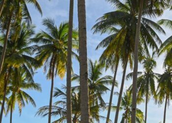 KERAJAAN Negeri Johor merancang membangunkan kawasan tanaman kelapa seluas 1,325 hektar dengan unjuran pengeluaran sebanyak 124,313 tan metrik menjelang tahun 2027.