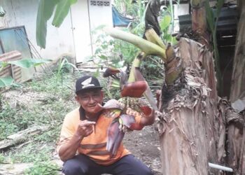 MOHD. YAMIN Abdullah menunjukkan pokok pisang awak yang berbuah dua kali di Kampung Bukit Kening, Batu Bor, Chenor di Maran, Pahang. - UTUSAN/SALEHUDIN MAT RASAD