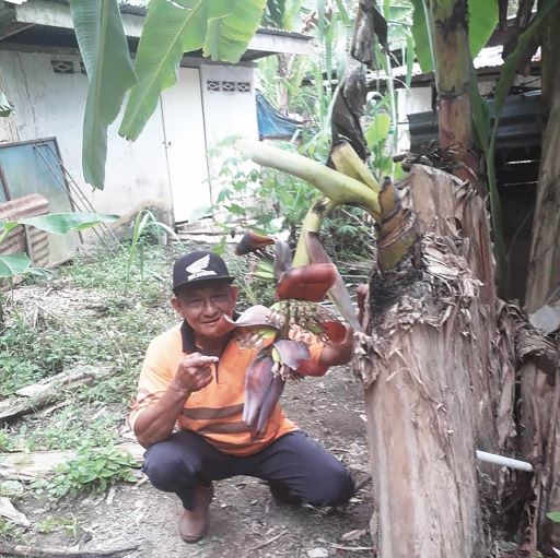 Dua berbuah kg kali pisang FakhRuru: Pisang