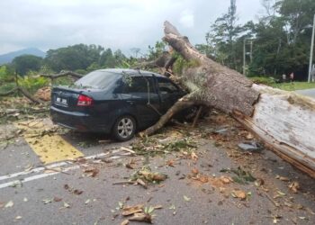 KENDERAAN dinaiki tiga beranak dihempap pokok tumbang berhampiran Taman England, Sikamat, Seremban, Negeri Sembilan.-Ihsan Bomba