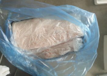 PRODUK ‘frozen pork belly’ seberat 27 tan dari Denmark yang ditahan Maqis Johor di Pelabuhan Tanjung Pelepas, Iskandar Puteri di Johor. - IHSAN MAQIS