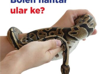 TANGKAP layar hantaran Pos Malaysia Berhad mengenai larangan penghantaran ular dalam bungkusan pos.