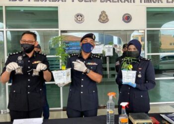 SOFFIAN Santong (dua dari kanan) menunjukkan pokok ganja yang dirampas dalam satu serbuan di sebuah kondominium di Ayer Itam, Pulau Pinang semalam.