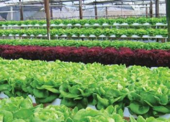 Pusat peranginan tanah tinggi, Cameron Highlands di Pahang dinobatkan antara 10 bandar paling bahagia di Malaysia bagi tahun 2024.