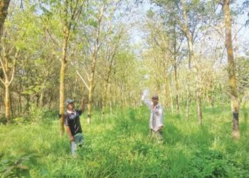 PENOREH menunjukkan keadaan kebun getah mereka yang mengalami pokok berpenyakit di Kampung Orang Asli Pahlawan, Langkap dekat Pasir Salak. - UTUSAN/AIN SAFRE BIDIN