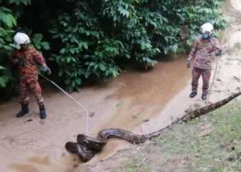 ANGGOTA bomba menangkap ular sawa yang dijumpai di pintu empangan Sungai Ulu Lenggong, Kampung Ulu Lenggong, Hulu Perak, hari ini. - FOTO/IHSAN JBPM PERAK