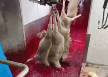 ABDULLAH men­dedahkan semua perkara yang berlaku di loji sembelihan berkenaan yang dilihat dengan mata dan kepalanya sendiri dan dibuktikan dengan rakaman gambar serta video.