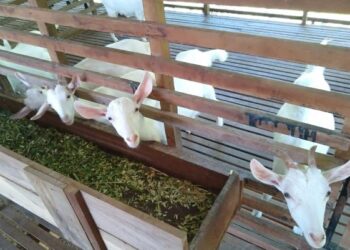 KAMBIING yang diternak dalam kandang secara moden di Malaysia. - FOTO/IHSAN JPV