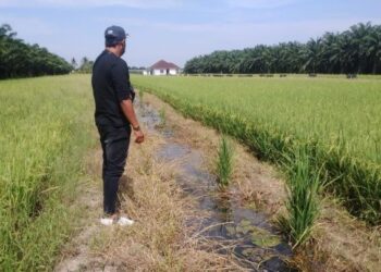 SEORANG pesawah melihat padi yang baru ditanam di Parit Buntar. - UTUSAN/WAT KAMAL ABAS