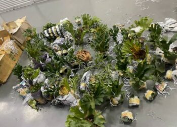 SEBAHAGIAN daripada pokok tanduk rusa yang dirampas oleh MAQIS di ICQS Bukit Kayu Hitam, Kedah, semalam.