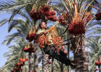 Kisah Abu Dahdah yang menginfakkan ladang kurmanya bagi mendapat ganjaran kebun kurma di syurga seharusnya menjadi pemangkin kepada umat Islam sebagai persiapan bekalan di akhirat. – GAMBAR HIASAN